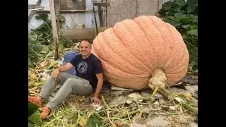 Let's Grow a world record Giant Pumpkin Step 1
