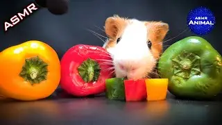 Guinea Pig Eating Colorful Bell Pepper ASMR #17