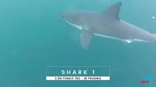 Shark Experience Tour 1st December 2025 - Highlights of our day