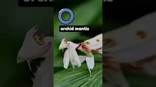 Insect Alphabet Song | A to Z Insects for Kids | Bugpapa Shorts #kidssongs #abcs #bugpapa #alphabet