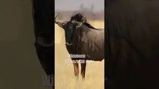 Top 10 Fastest Land Animals 🐆🐎🦘