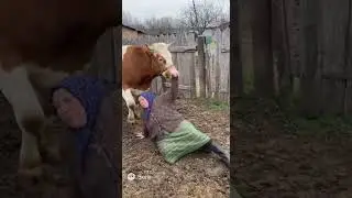 What happened to grandma with the mad cow? 😂