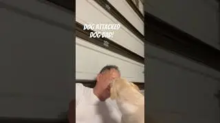 Dog, Opps! #yt #yts #shorts #short #ytshort #ytshorts #pets #petlover #perros #perro #kutta #dog