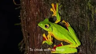 Monsoon Magic AMBOLI &ndash; Macro Photography Tour