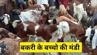 बकरी के बच्चो की मंडी/Goat Kids Market In Varanasi