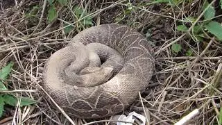 Yarar&aacute;.