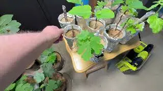 Jan 16th Rooting Update
