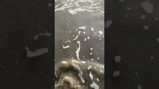 Soft Waves on Dark Sand | Bali Calm Moment