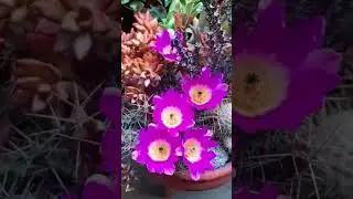 OLHA A LINDEZA DESTA FLOR 🌷🍓🍑🥑 #hortas #morangos #plantas
