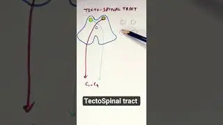 Текто-спинальный тракт