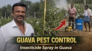 Guava Insecticide Spraying | Pest Control Method for Healthy Guava Plants 8088032513
