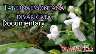 crepe jasmine (Tabernaemontana divaricata) documentary