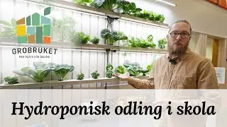 Hydroponisk odling på skola - Grobruket