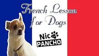 French lesson for dogs - Nic and Pancho