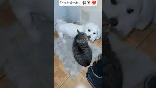 Pomożesz?🥹💙Piesek Kokos chce zarobić na rodzinę 🐕🐱❤️ #viral #shrots #trending #cat #dog #subscribe