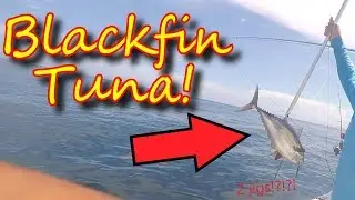 Deep sea fishing Miami Florida! (Tuna caught)