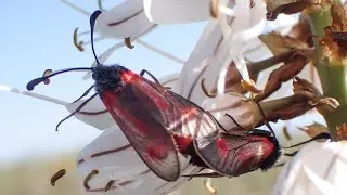 Zygaena nevadensis