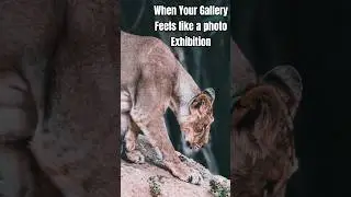 When Your Gallery Feels Like a Photo Exhibition 📸 | My Clicks #photoexhibition #photography  #travel