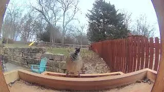 Birds Gathering at the Feeder | Natural Wildlife Moments