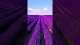 #nature #natural #flowers #flower #playstation #shortvideo #subscribe #like #viral ##love #haven
