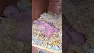 Птенцы солнечного попугая, милые птички #птицы #попугай #питомец