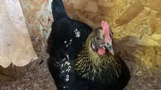Что с курочкой🙁куры🐓🐔🐓как зимуют индоутки в теплице🦆🦆🦆