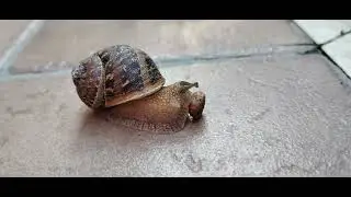 Chiocciola e croccantino