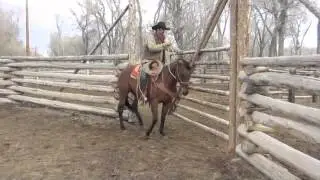 Bay Leaf - Top Notch Horse Sale 2013