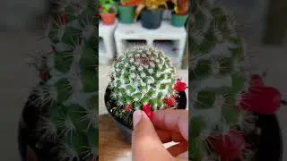 Simple way to make beautiful succulents arrangements. #shorts #succulent #howto #howtoplant