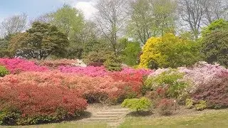 Virginia Water & The Valley Gardens - An April walk