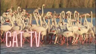 Videos For Cats - Relax Your Cat - Beautiful Wild Life And Stimulating Sound of Nature for Your cat