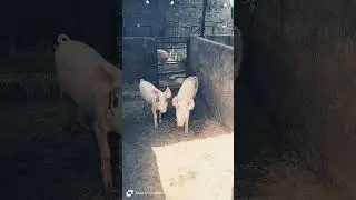 #swastikpigfarm #piggy #pigs #cutepiglets 🐖🐖