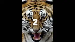 interesting facts about tigers #fact #tiger #shorts #animalkingdom97