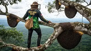 Wild Honey Harvesting from a Massive Bee Colony | Tree Climbing Skills