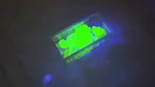 g28583 - Box of Tiny Green Vaseline Glass Cullets with UV LED and Coin Battery