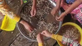Shrimp Cleaners