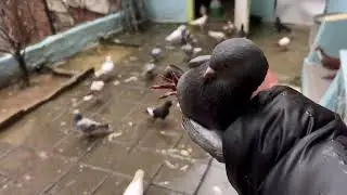 Kaçak Güvercin Yakaladım ( Kendi Ayağı ile Geldi )