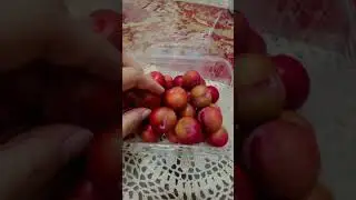 PRUNE | PLUM | FRUIT | #prune #plum #
