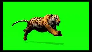 Tiger Running Animation  Free Green Screen Footage  4K plus