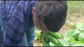 safal bio seeds ka cucumber Verity sofiya Chinese best quality and production 🥒🥒