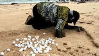 Bede Tungutalum finds turtle eggs at Cape Fourcroy