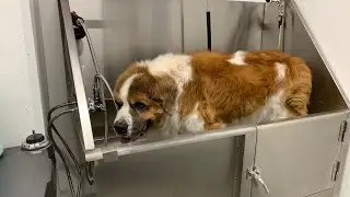 Pet Self Wash at Tractor Supply Co Store