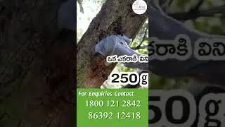 పండు ఈగలను సమర్ధవంతగా అరికట్టే ఏకైక ప్రకృతి సిద్ధమైన పద్దతి Akarsh ME.