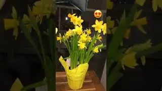 Cute 🥰 Mini Daffodils 🌼 | Beautiful yellow flower pot has my heart #heart #daffodils #flowers