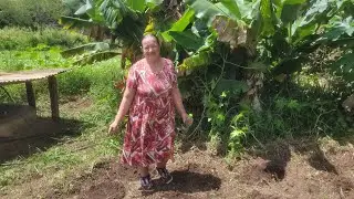 Como plantar quiabo e mandioca, colheita de verduras fresquinha no sitio. 