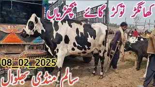 Today Salem Mandi Bhalwal Video | Cholistani Friesian Cross Cow || Mandi Star