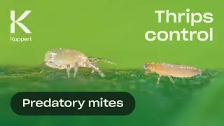 Thrips Control with Predatory Mites (Neoseiulus cucumeris)