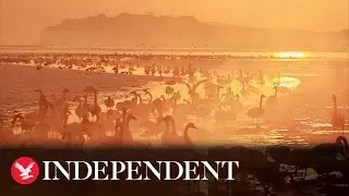 Stunning moment wild swans feed together at a lake during radiant sunrise in China