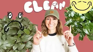 How to Clean Indoor Plant Leaves & Make Them SHINE (Relaxing)