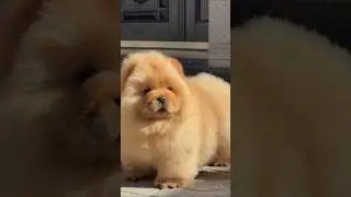 con Sen n&oacute; m&ecirc; trai mất rồi lu ơi 😂